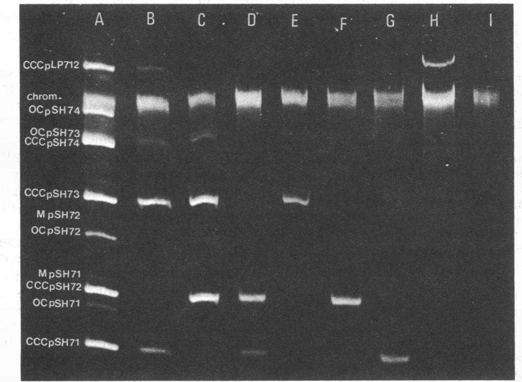 The erythromycin resistance plasmid pamp (pery) migrated with chromosomal DNA. citrate positive, 2 were >90% citrate negative, and 4 were mixtures of positive and negative cells.