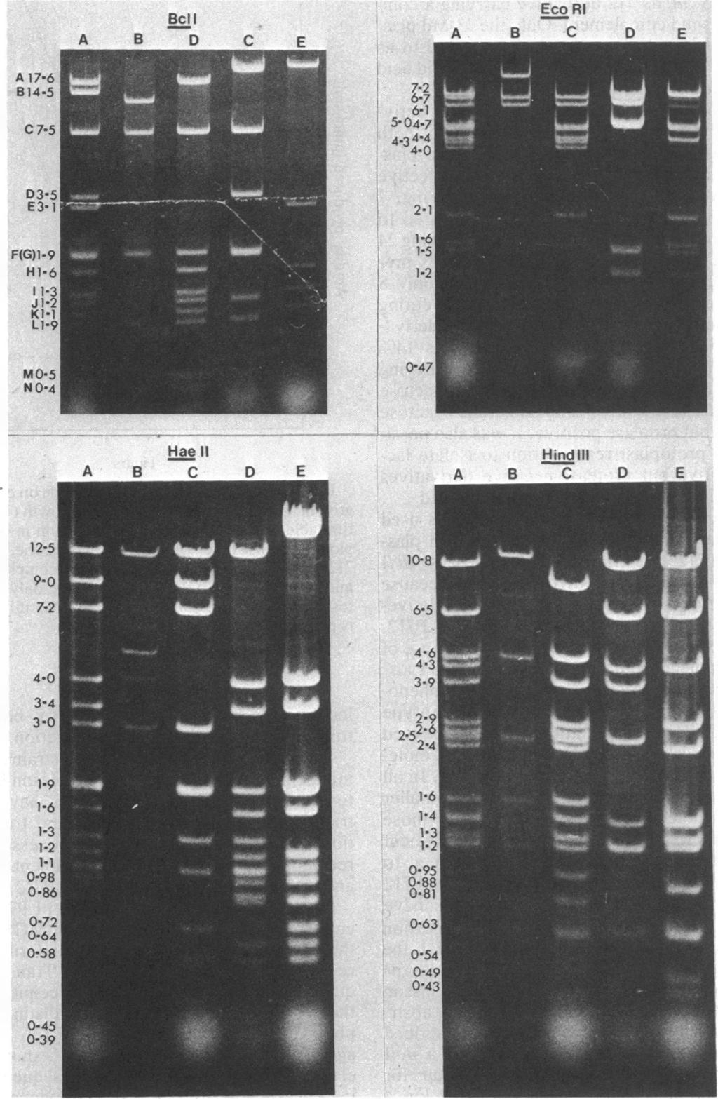 6 GASSON J. BACTERIOL. BclI r% Eco RI A B C D E 7-2 6-7 6-1 5-04-7 4.34-4 4-0 Hae 11 A A r, n 2-1 1-6 1-5 1-2 0-47 Hind ill A el r Downloaded from http://jb.asm.