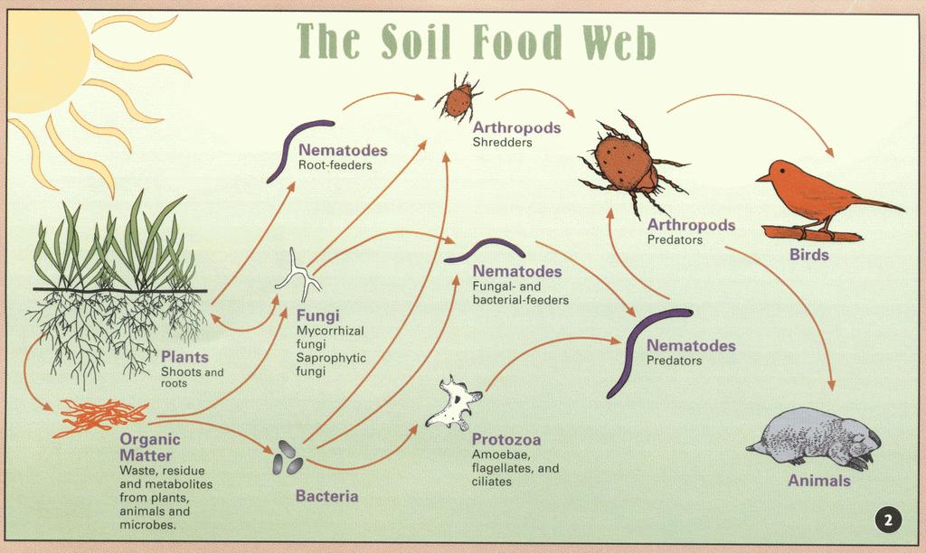 SOIL FOOD WEB Soil organisms decompose organic compounds. They store nutrients. They fix nitrogen from atmosphere. They enhance soil aggregation and porosity. Prey on crop pests.