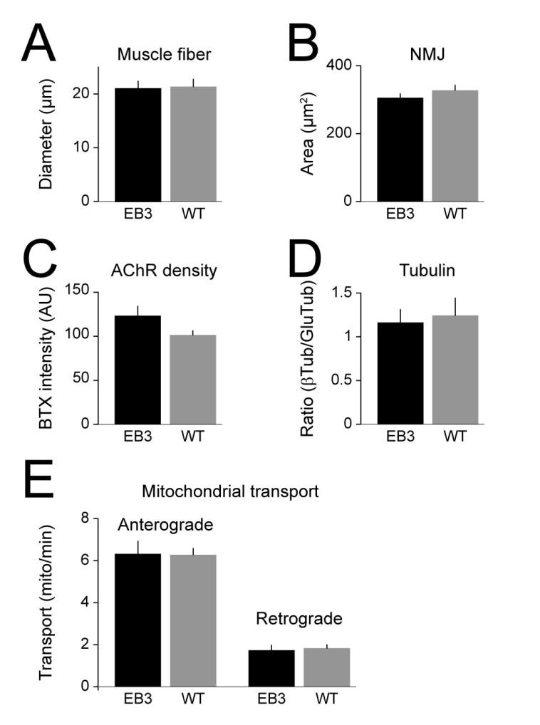 Supplementary Figure 2 No abnormalities were found in the neuromuscular system of Thy1:EB3-YFP mice.
