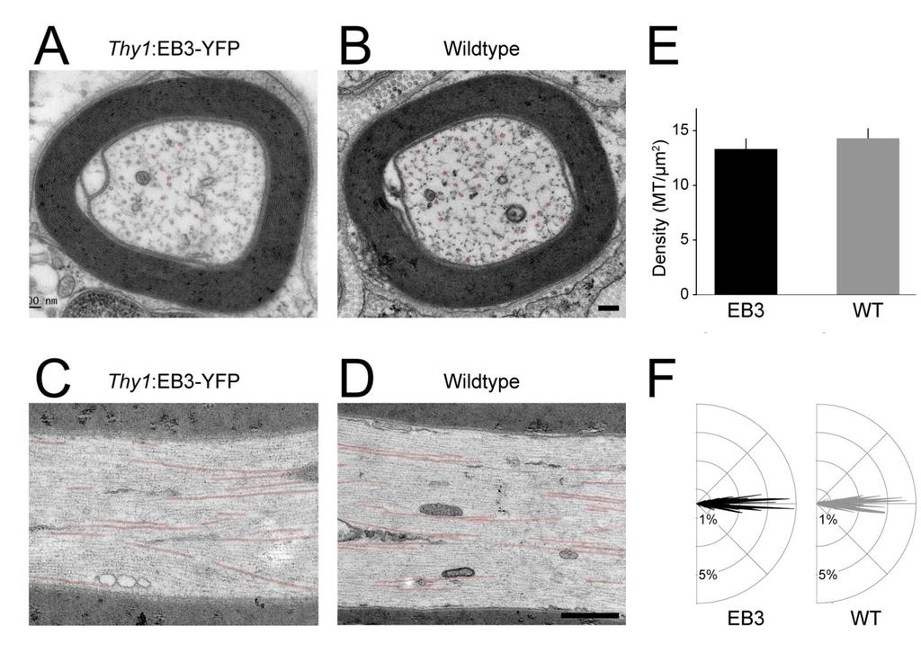 Supplementary Figure 3 PNS axons and microtubules are ultrastructurally normal in Thy1:EB3-YFP mice.