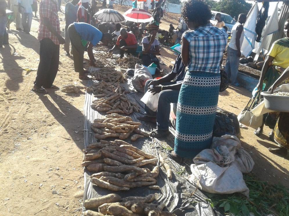 Marketing of Cassava and cassava products Ø Smallholders sell 25-50 % of produced cassava (Scramp, 2013) Ø Ø Fresh market takes up about 80% of marketed cassava; remainder in processing,