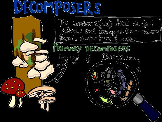 Decomposers Decomposers convert organic carbon molecules into inorganic molecules.
