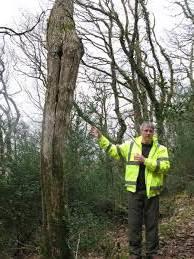 woodland managers on when an EPS licence may be required https://www.forestry.gov.