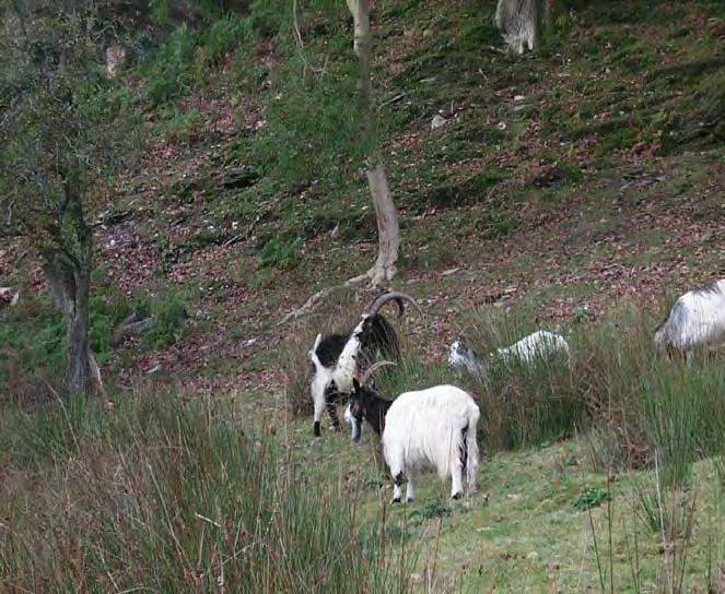 Potential impacts of invasives on the Protectd Areas Feral Goats Affects: Unmanaged Selective