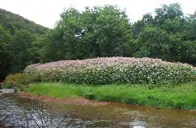 Potential impacts of invasives on the Protectd Areas Himalayan Balsam Affects: River and stream