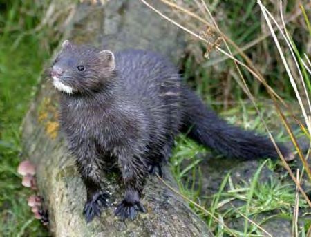 Potential impacts of invasives on the Protectd Areas American mink Affects: Demise