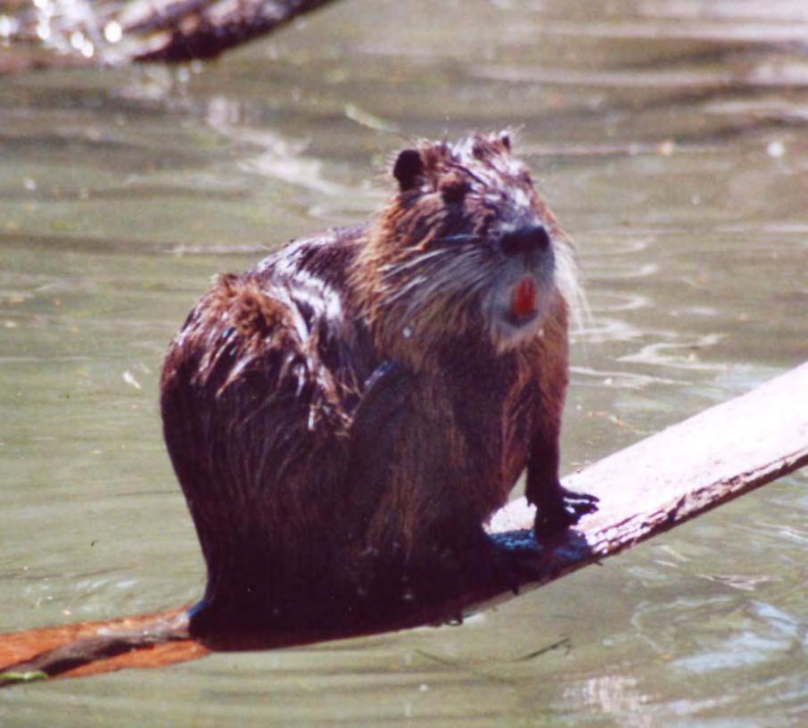 Potential impacts of invasives on the Protectd Areas Coypu Affects: Successfully eradicated from