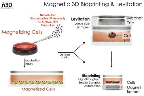Three approaches (I) Levitation Floating 3D cell clusters Cell proliferation, ECM