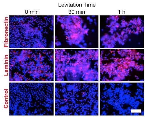 (I) Levitation Magnet on top Endogenous Extra-Cellular Matrix Formation Immunohistochemical stains of levitated 3T3s for fibronectin (red) with varying levitation