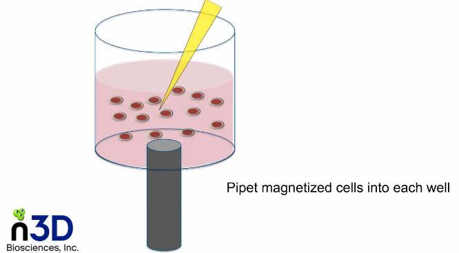 (II) Magnetic 3D Bioprinting Compound