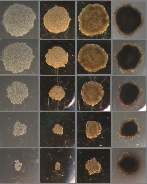 Spheroid formation in 96 well U-bottom plates with cell-repellent surface 500 1.000 3.