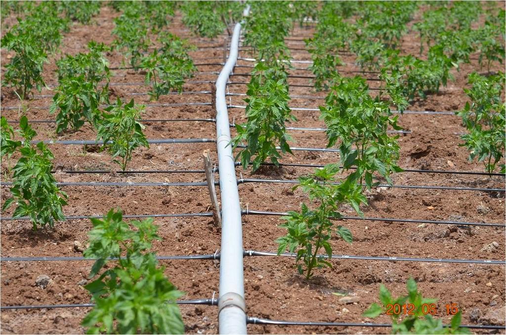 The irrigation sector in the Arab region: -Uses around 80 % of the renewable fresh water; this large percentage is due to the use of old irrigation methods instead of modern ones such as the