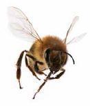 Applicators Can Reduce Risks to Bees And Other Pollinators Understand How Pesticides Can Harm