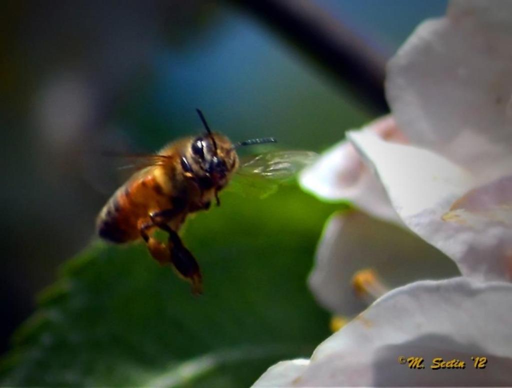 Recognize Residual toxicity Some pesticides remain toxic to bees for some time after the