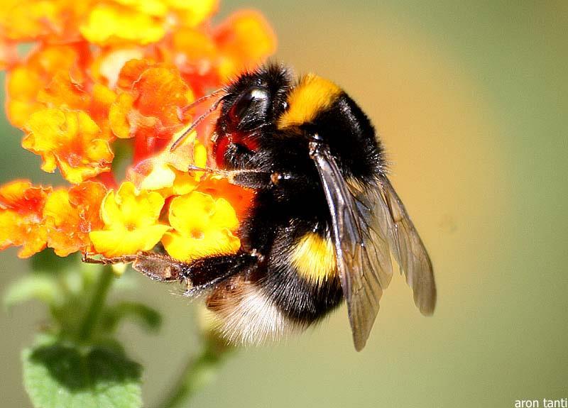 What Are Pollinators?