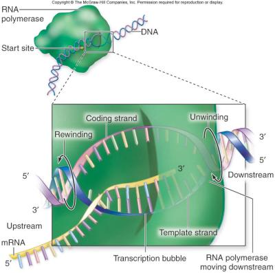 is not clear yet Prokaryotic cells contain a single type of RNA polymerase found in 2 forms: core polymerase is capable of RNA elongation but not