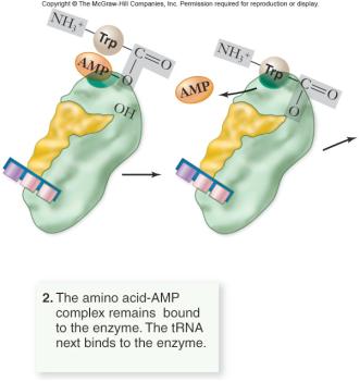 Small ribonucleoprotein particles (snrnps) within the spliceosome recognize the intronexon