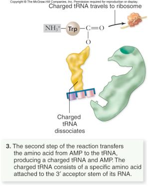 trna and Ribosomes The ribosome has multiple trna binding sites: P