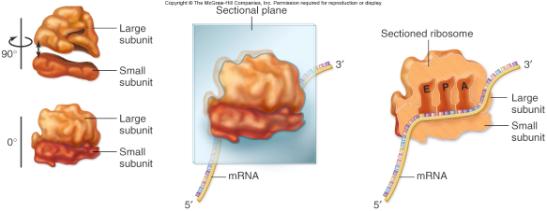 the trna carrying the next amino acid E site binds the trna that