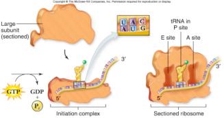peptide bonds between amino acids In prokaryotes, initiation of