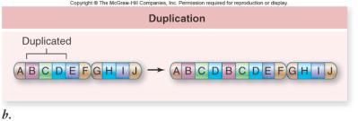 whereas the normal allele does not 55 Mutation: Altered Genes Chromosomal mutations change the structure of a chromosome.