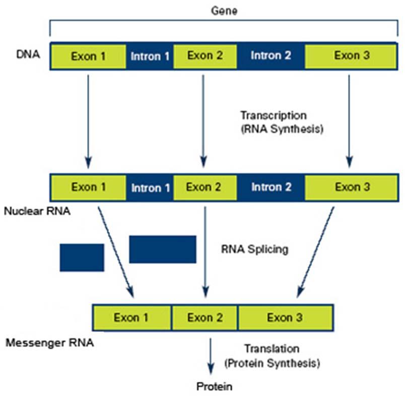 Splicing Introns: sequences which are discarded during protein synthesis - nearly always have GT-----AG structure Exons: encode the finished protein Number, size, and organization of introns varies