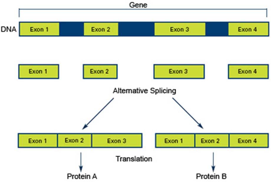 Group I introns: self-splicing intron (without the aid of proteins) - many of them are mobile because they encode DNA endonuclease (transposone) - mitochondria and chloroplast genes, rrna genes of