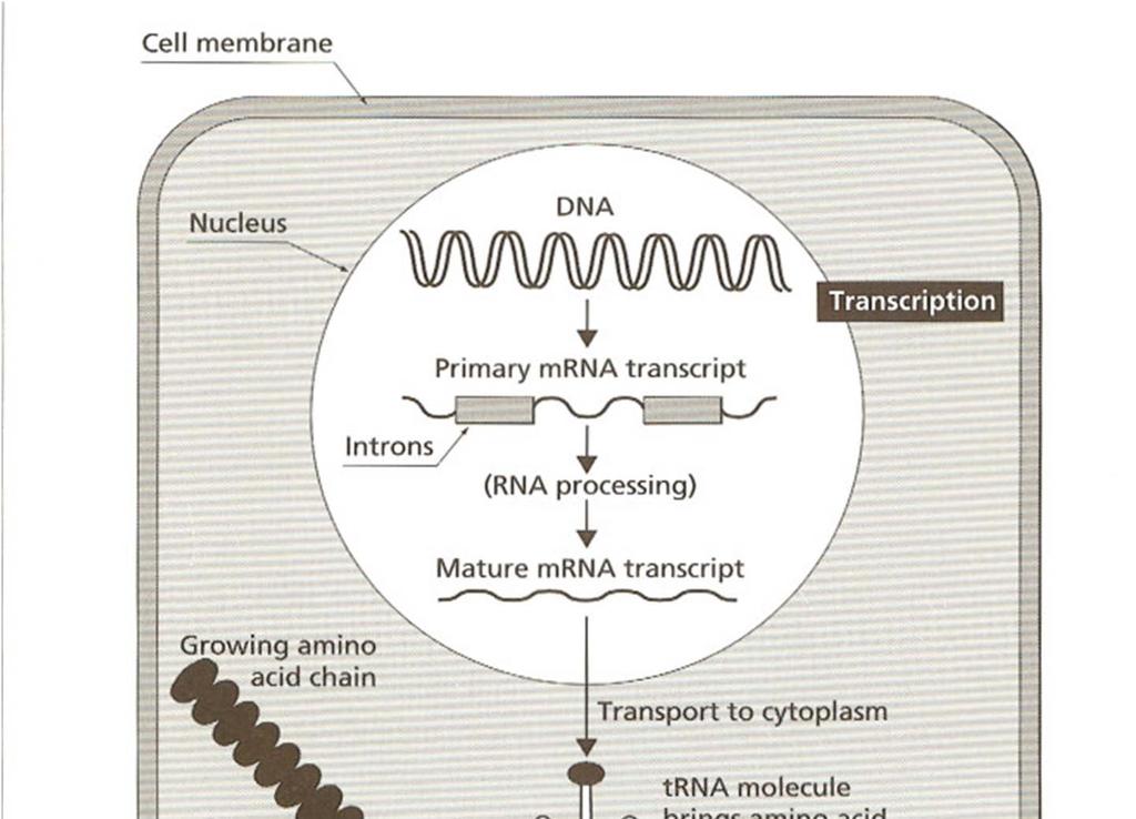 Transcription by RNA polymerase II mrna c.f.
