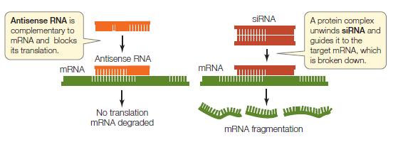 Lecture 28-29 Gene Expression: Transcription, Translation, RNAs and the Genetic Code Central dogma of molecular biology During transcription, the information in a DNA sequence (a gene) is copied into