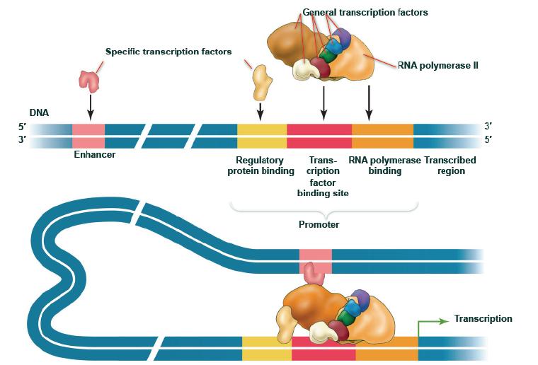 Promoters are important control sequences that tell the RNA polymerase where to start transcription and which strand of DNA to transcribe.