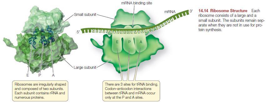 Ribosomes Where the task of translation is accomplished. Its structure enables it to hold mrna and charged trnas in the right positions, thus allowing a polypeptide chain to be assembled efficiently.