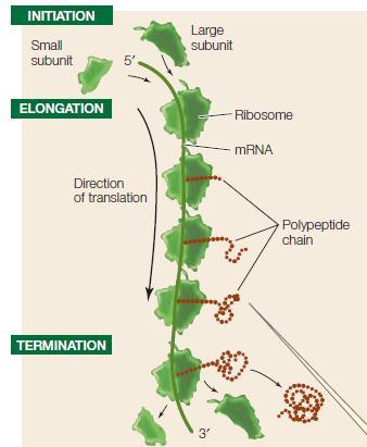 trna anticodon binds to the mrna codon, thus lining up the correct amino acid to be added to the growing polypeptide chain.