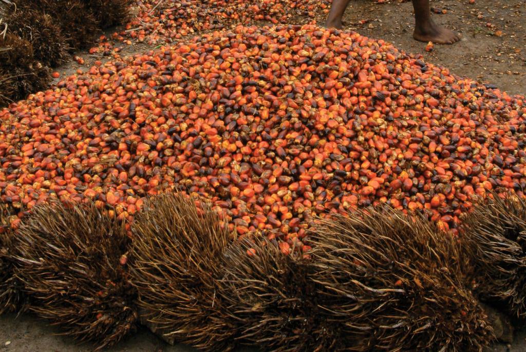 Oil Palm: Oil palm, unlike coffee and cocoa plantations, were almost evenly spread around the country, with the exception of the Western region which recorded a meagre 847 ha of oil palm under
