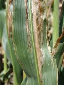 Goss's wilt on corn. Photo by Bob Harveson, University of Nebraska-Lincoln. In the southern production areas of the state, drought and heat stress severely impacted yields and disease as well.