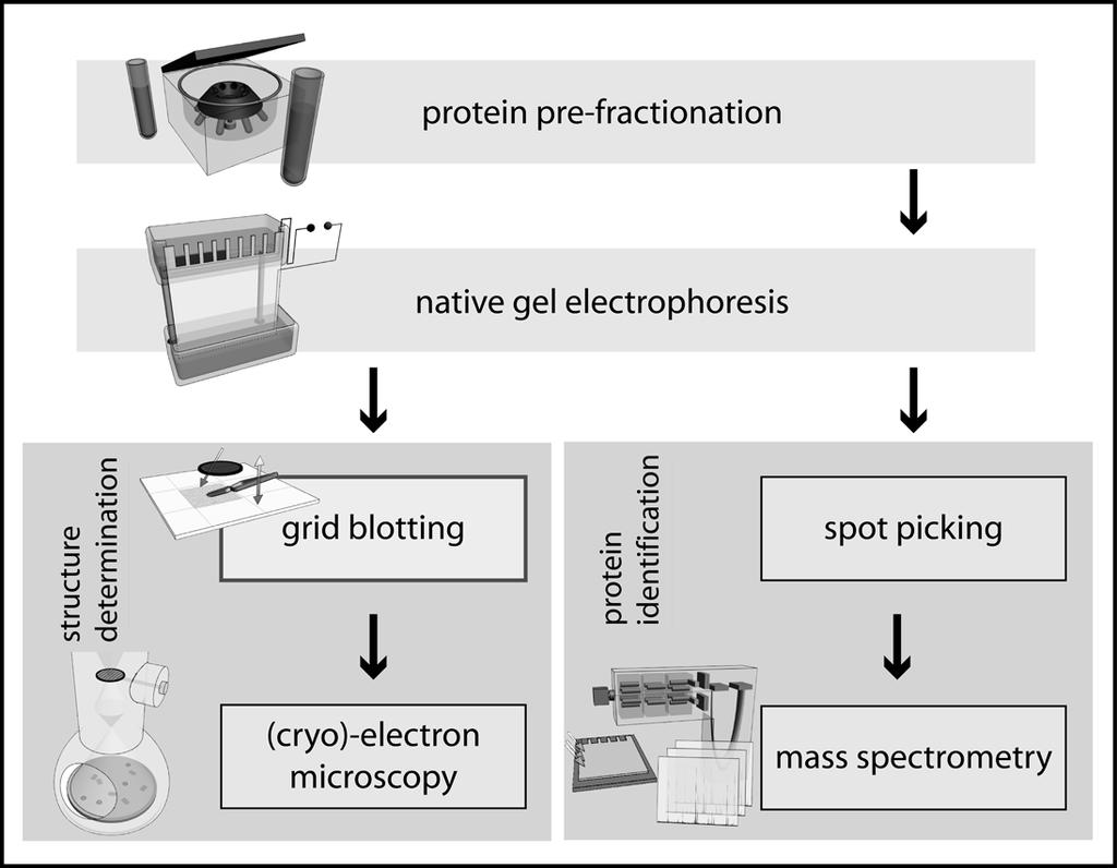 Supplementary Figure 4: Integration of grid blotting in automated protein complex analysis Protein mixtures are pre-fractionated by a suitable method to reduce sample complexity prior to native gel