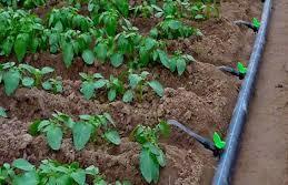 Sinchayee Yojana (PMKSY) Increase in land under irrigation