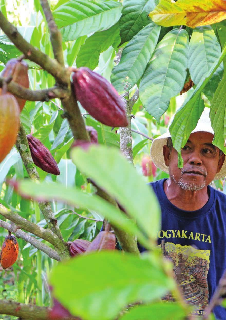 Cacao: Right Rate, Source IPNI COCOA