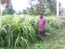 Integrated farming system a boon for organic farming to maximize the farm income Sawyerpuram is a small town predominantly consist of farmers who cultivate banana and paddy as the major crop using