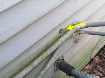 Holes in siding should be sealed to prevent rodent