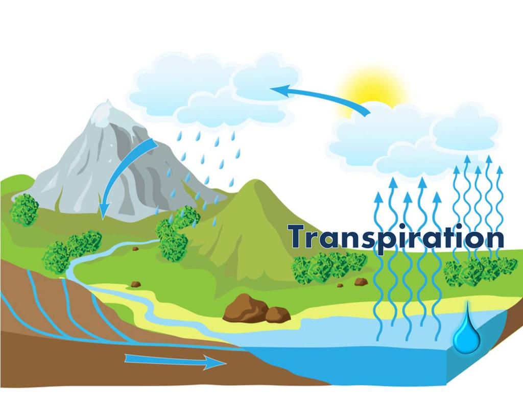 Similar to the process of evaporation, transpiration releases water vapor into the atmosphere.