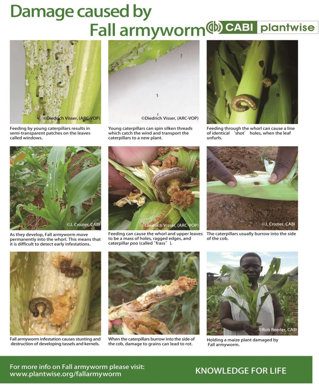 Importance of international co-operation Key facts on Fall Armyworm FAW is an insect native
