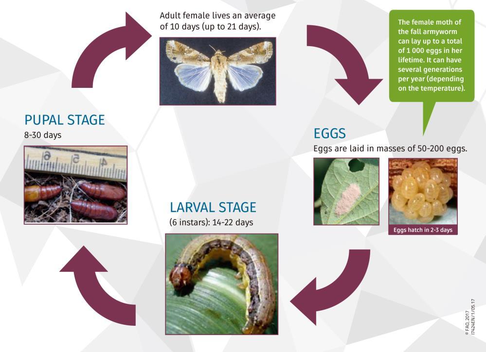 FAW Larvae feeds on more than 80 plant species, including maize, rice, sorghum, sugarcane,