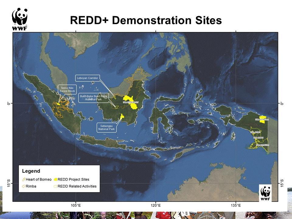 We have four sites of REDD demonstration activities in Indonesia. One is in Central Sumatra, actually within the Sebangau national park.