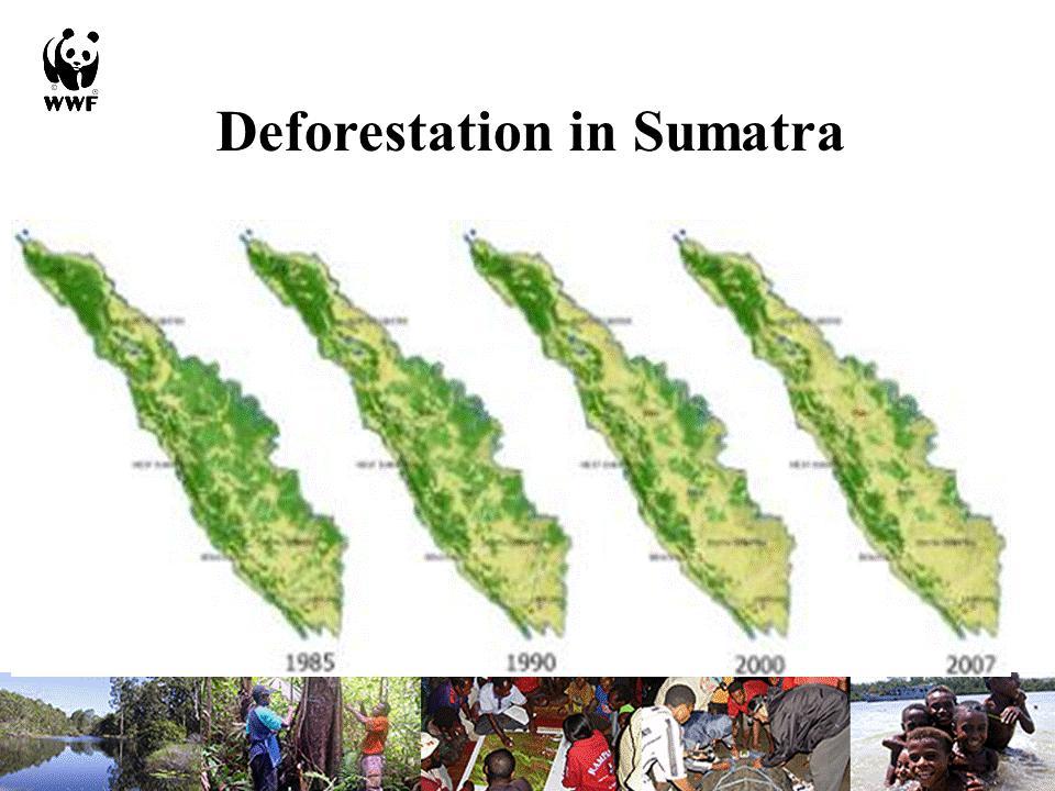 At least from our experience, when we see in Sumatra there is high rate of deforestation from 1985 to 2007.