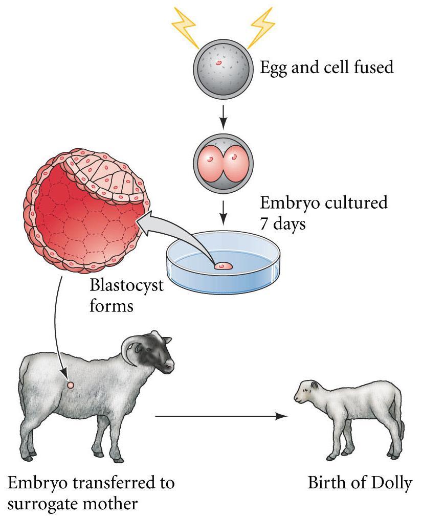 Mammalian Cloning 2 inner cell mass (ICM) forms embryo proper electroporation destabilizes cell membranes; allows fusion trophoblast forms connections with placenta