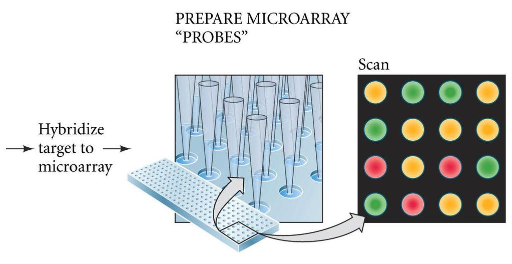 Microarrays, cont.