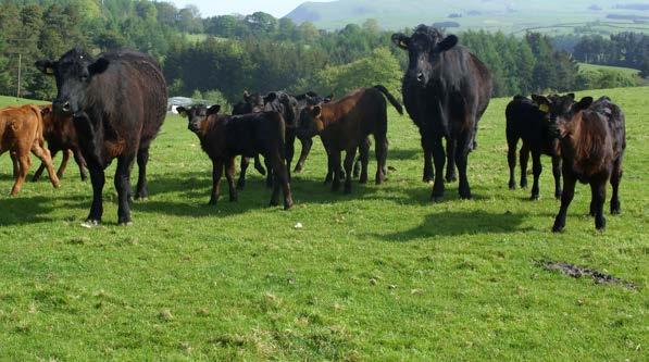 Physical performance Spring calving average Autumn calving average Cow to bull ratio 31 34 Age at first calving Herds 2 year policy (%) 35 60 Herds 2.5 year policy (%) 49 20 Herds more than 2.