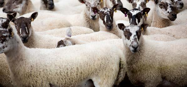 Physical performance Top third Average Bottom third Ewe to ram ratio 51 47 43 Scanning percentage per ewe scanned (%) 171 176 173 Lambs born alive per 100 ewes to ram 150 154 162 Lambs born dead per