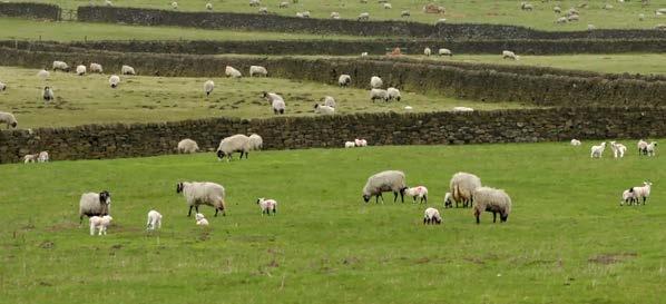 Physical performance Top third Average Bottom third Ewe to ram ratio 50 45 38 Scanning percentage per ewe scanned (%) 179 165 143 Lambs born alive per 100 ewes to ram 163 150 129 Lambs born dead per